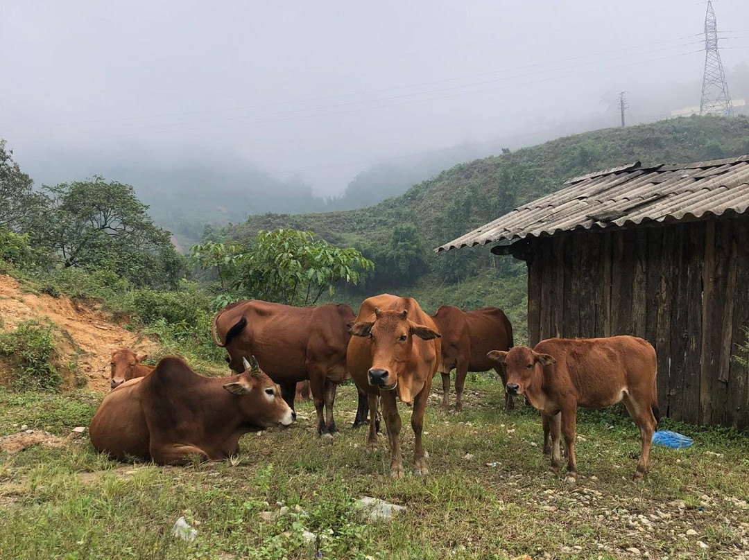 Timothy Sapa Trekking Homestay景点图片