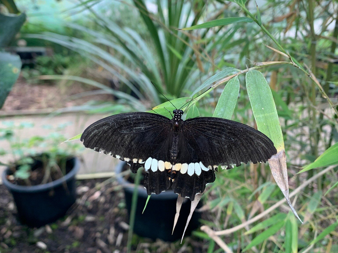 Butterfly Gardens @ Middleton Common Farm景点图片