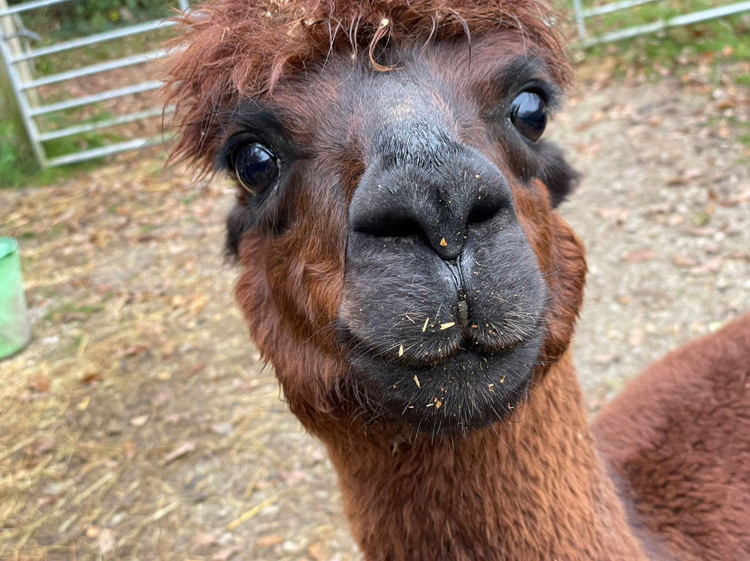 Colomendy Alpaca Farm景点图片