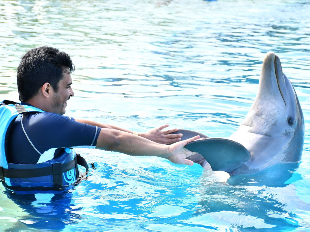 Dolphin Discovery Playa Del Carmen景点图片