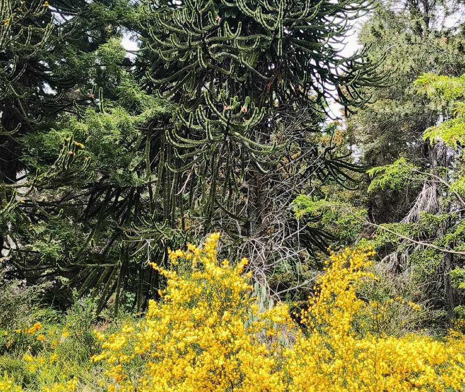 Isla Victoria-圣卡洛斯-德巴里洛切必去景点