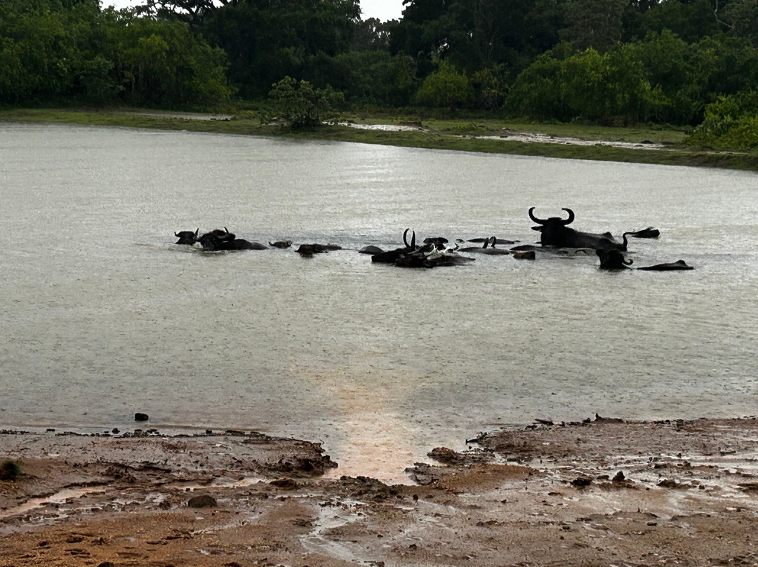 Ceylon Leopard Safari Yala-蒂瑟默哈拉默必去景点