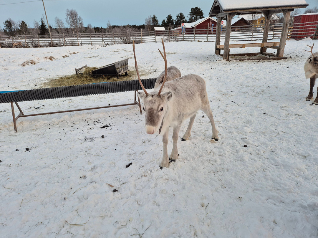 Ounaskievari Reindeer Farm-Kongas必去景点
