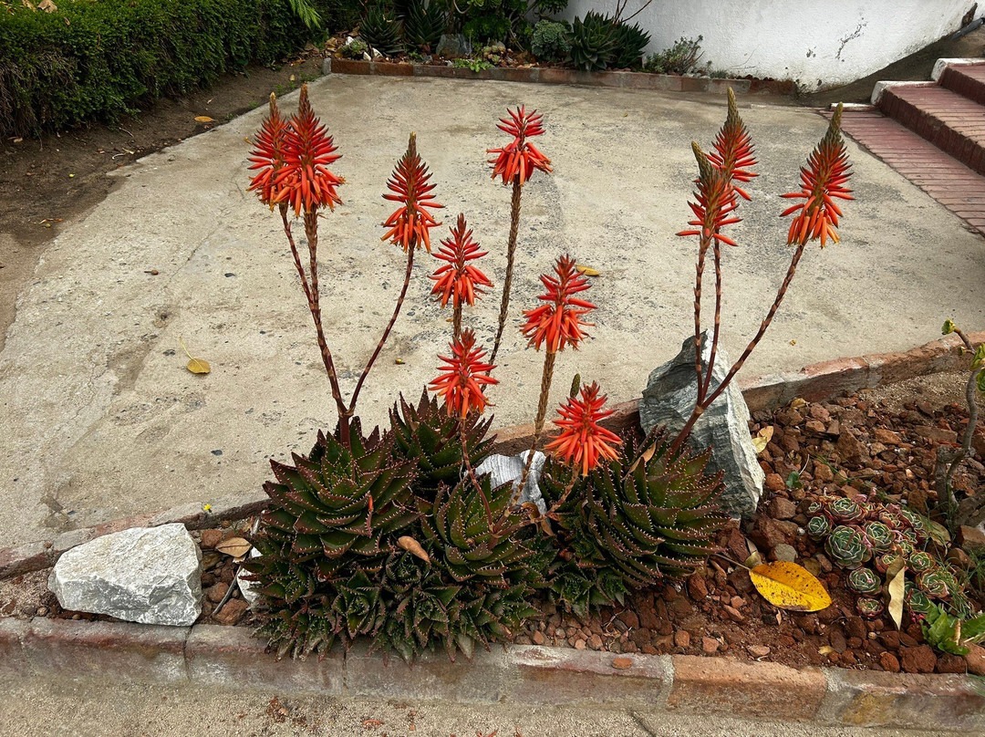 Jardín Botanico Nacional-比尼亚德尔马必去景点