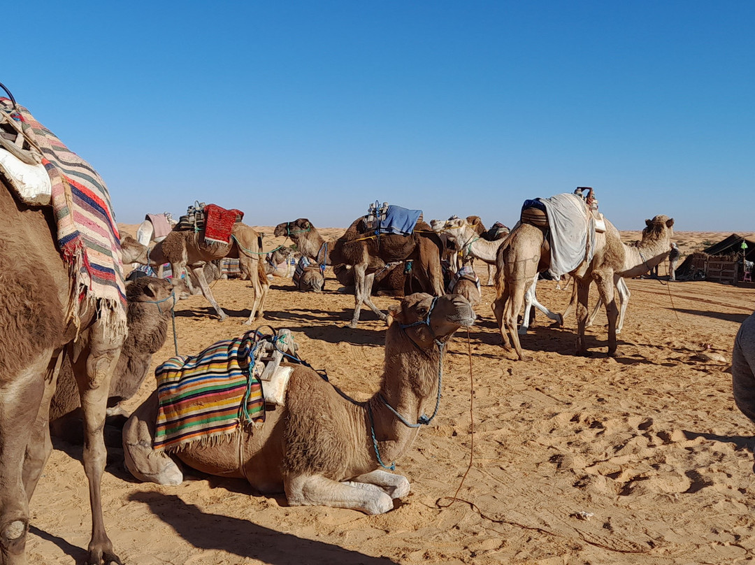 Ksar Ghilane景点图片