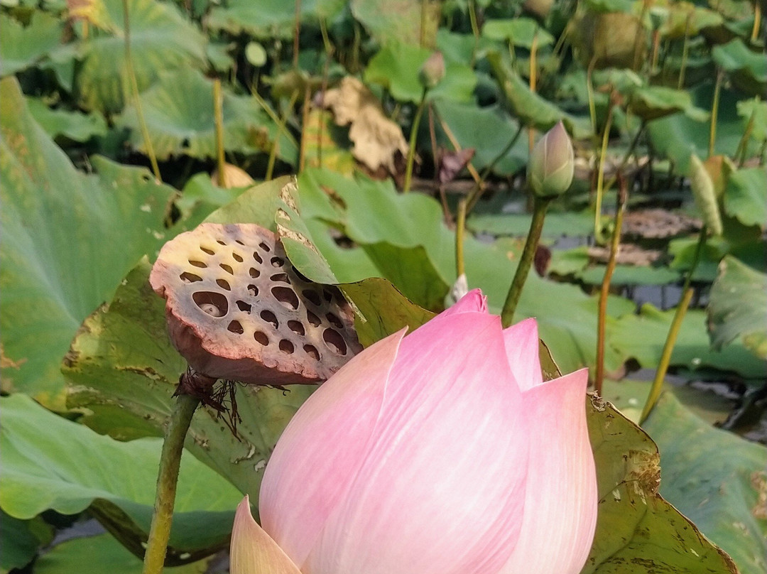 Lotus Farm Siem Reap-暹粒必去景点