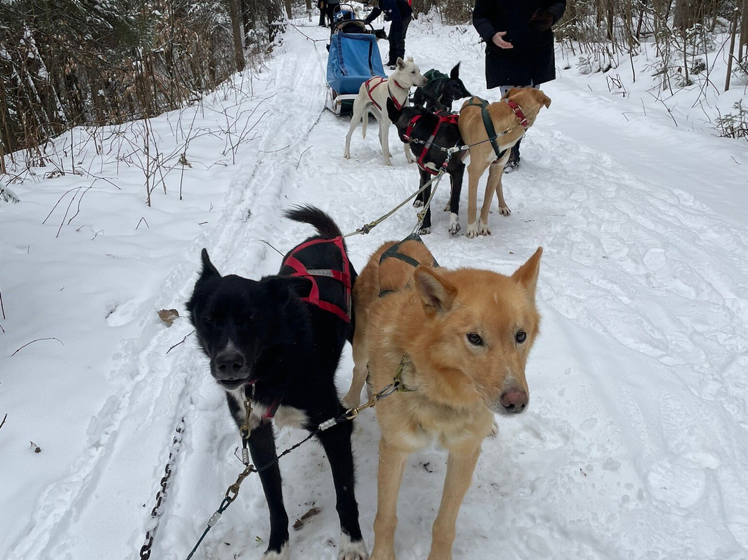 North Ridge Ranch - Dog Sledding景点图片
