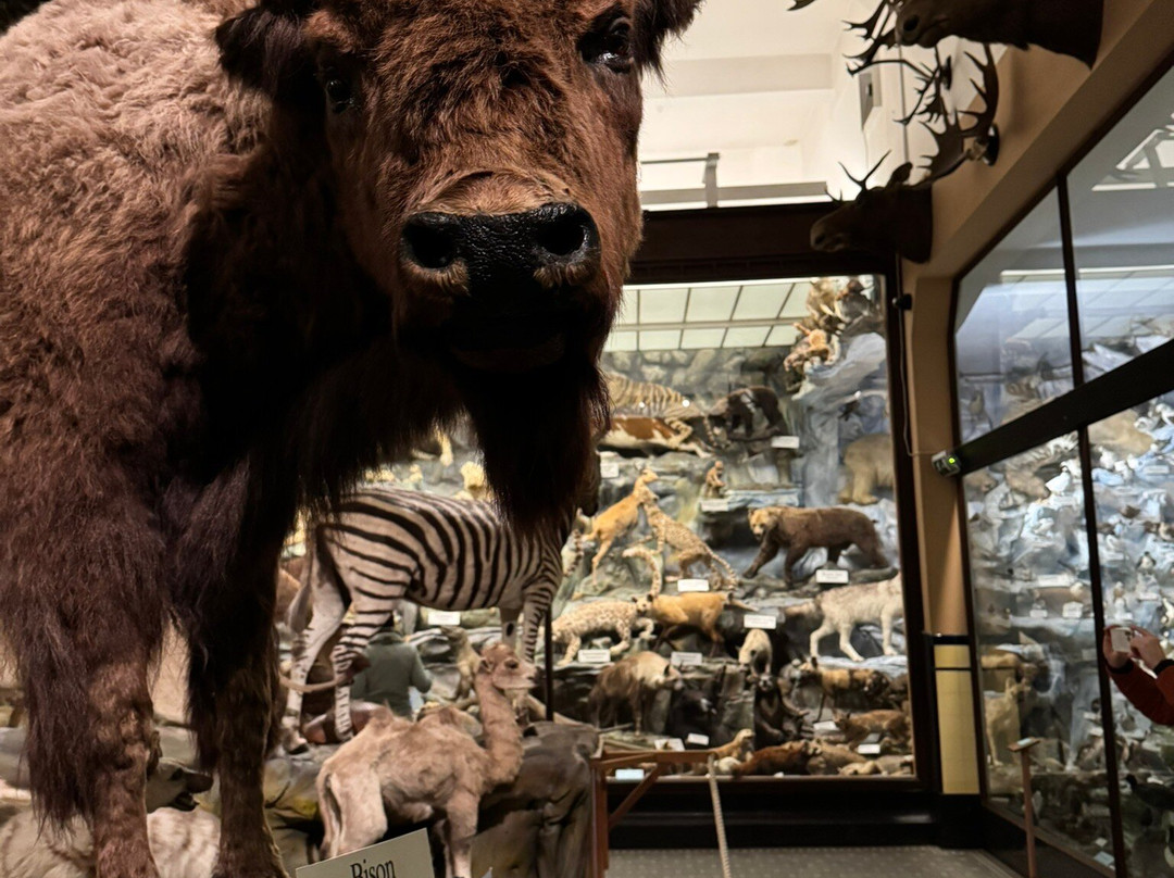 Missiemuseum Steyl景点图片