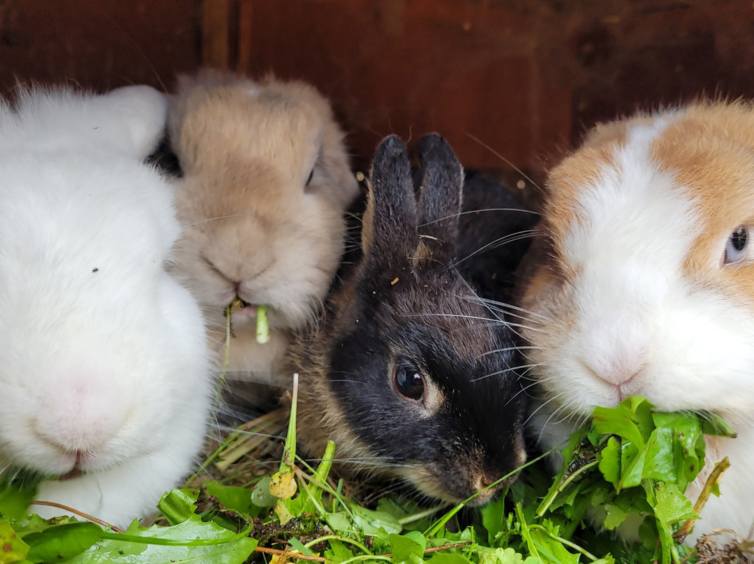 Bio Bauernhof Knaller主图