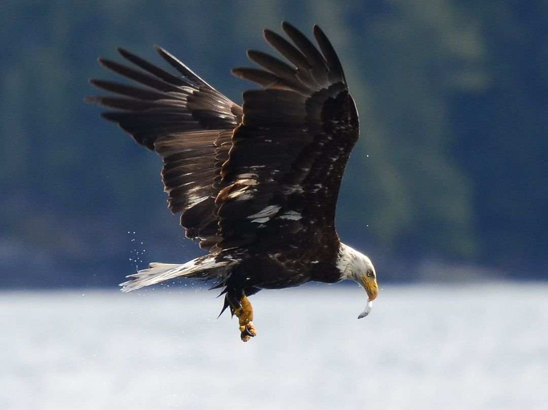 Prince Of Whales Whale Watching-Telegraph Cove必去景点