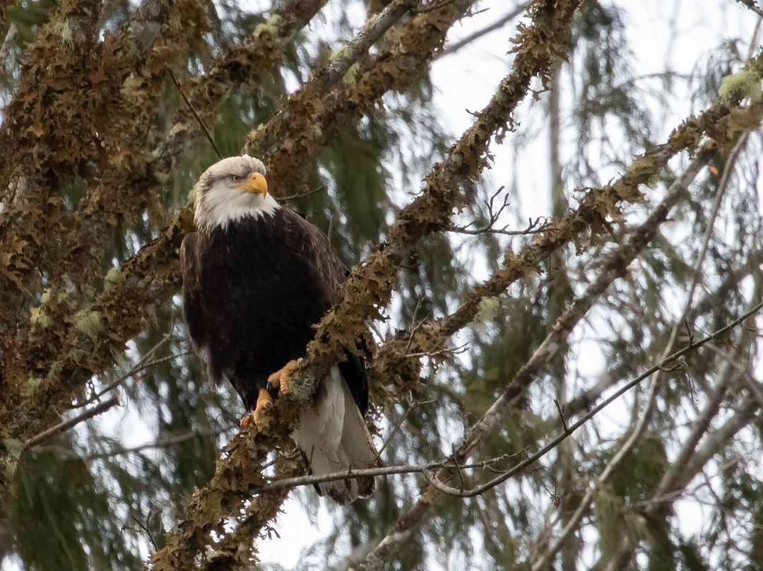 Skagit River Eagle Tours景点图片