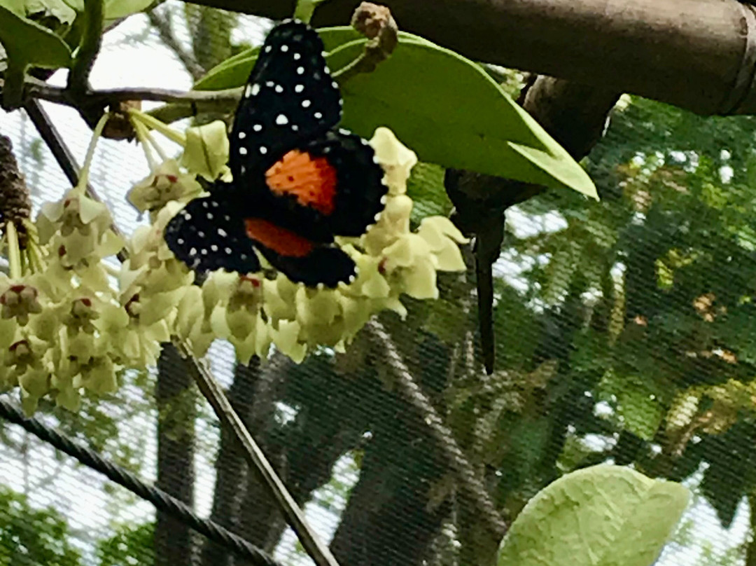 Spirogyra Butterfly Garden景点图片