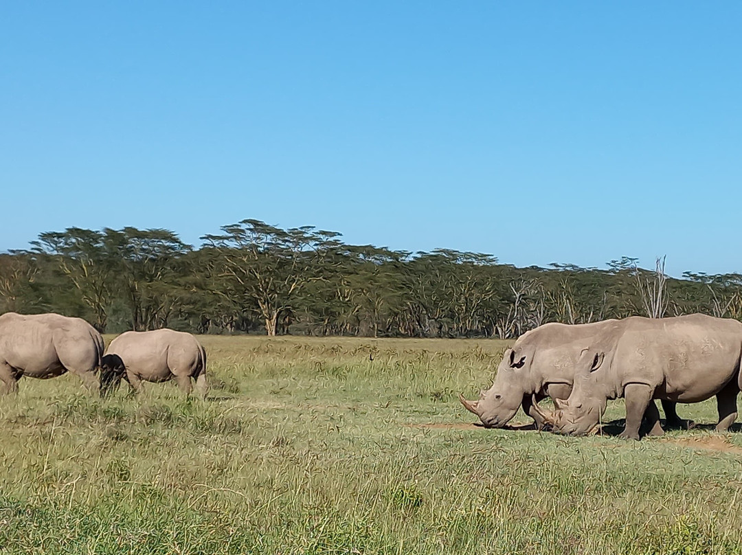 Platonic Tours and Safaris