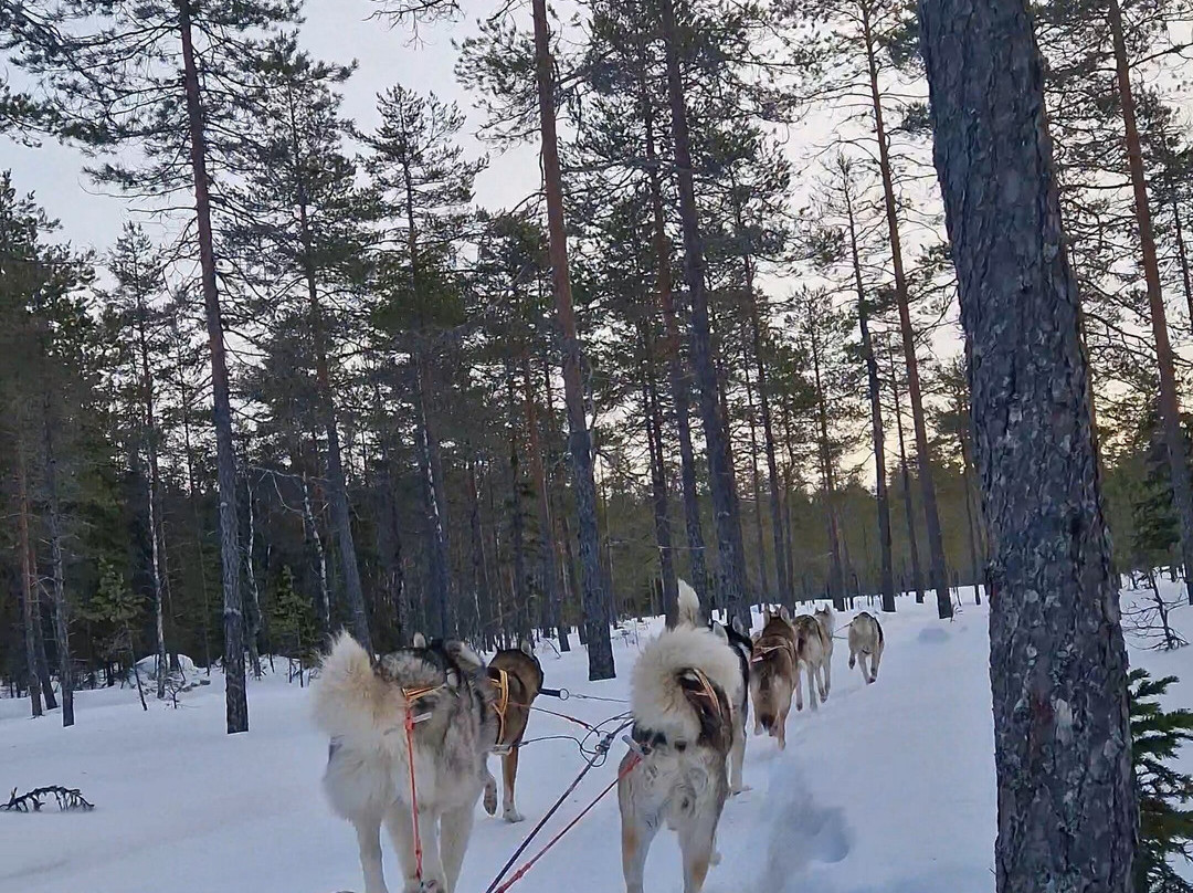 Below Zero Husky Tours-Enviken必去景点