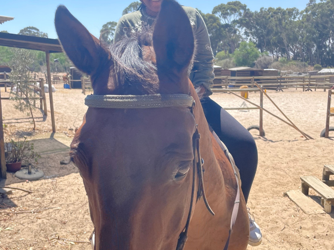 Mountain View Horse Trails-开普敦中心区必去景点