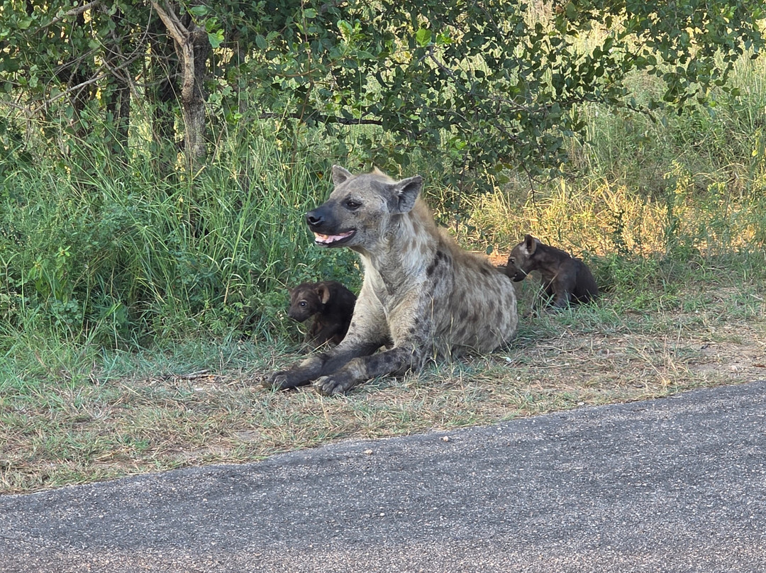 Kruger Gateway Safaris景点图片