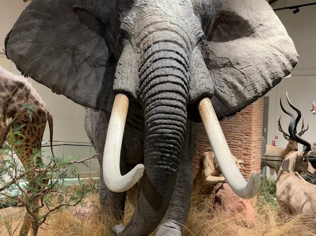 Museo di Storia Naturale - Universita di Pisa景点图片