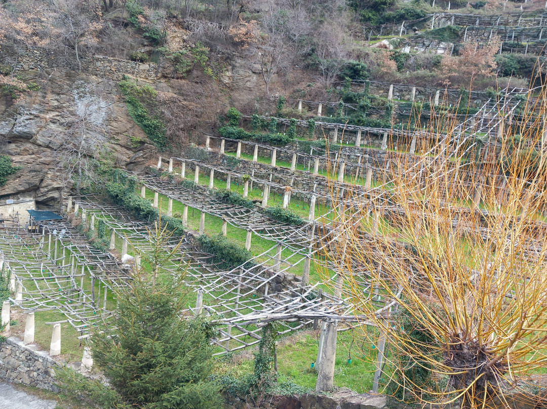 Sentiero dei Vigneti di Carema景点图片