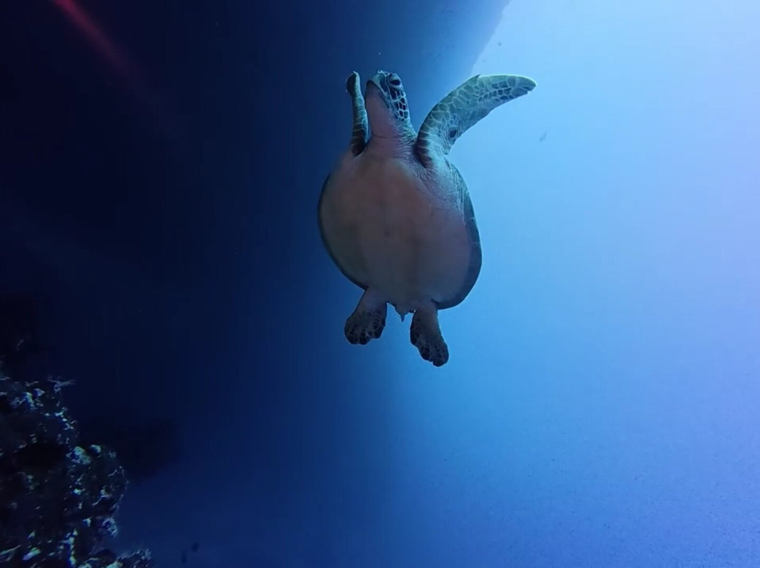 Addu Scuba Club景点图片