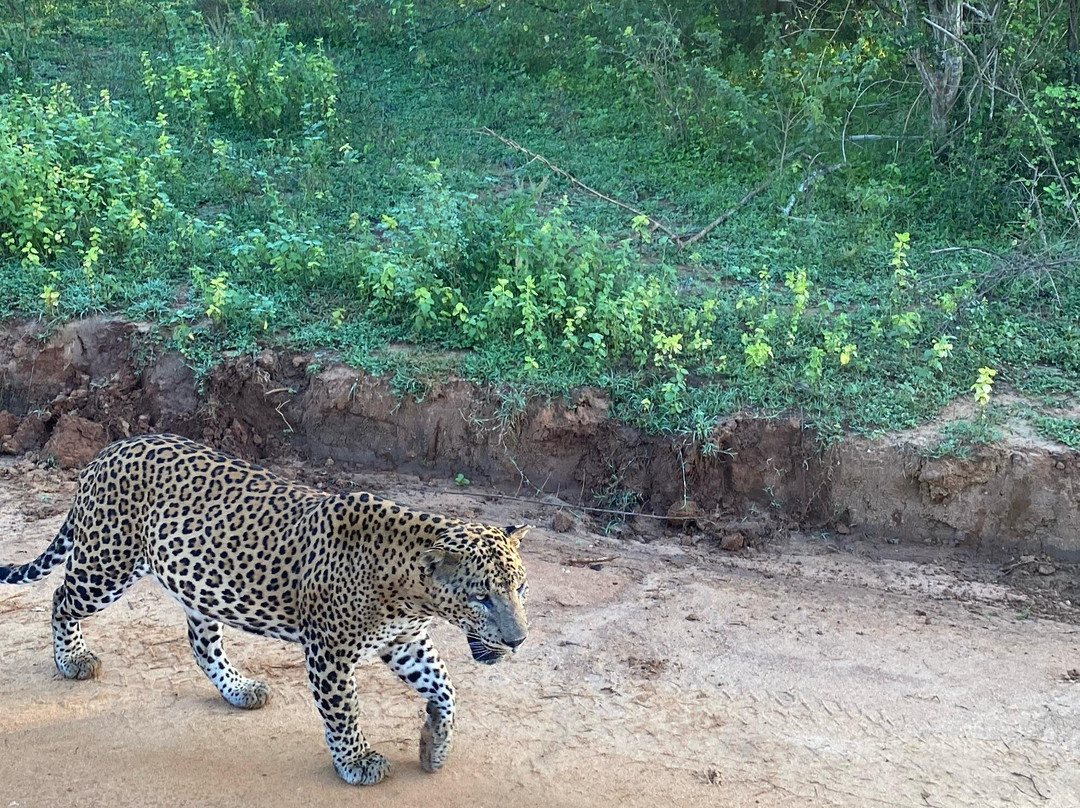 Yala Wild Gate Safari-Yala必去景点