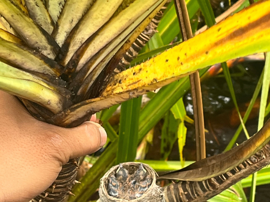 Orangutan Applause - Day Tours-Pangkalan Bun必去景点