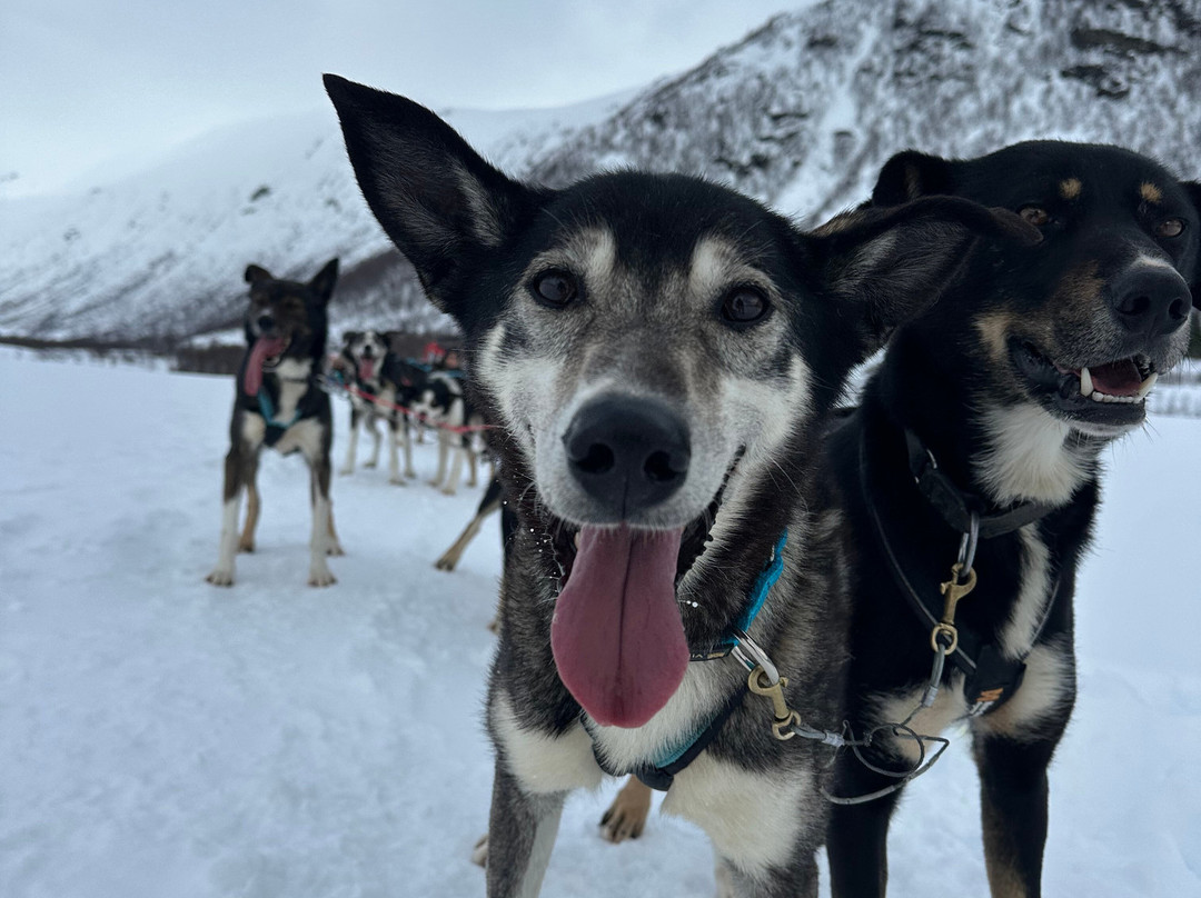 Kvaløya Husky景点图片