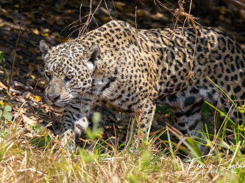 Wildlife Expeditions Of Brazil-Chapada dos Guimaraes必去景点