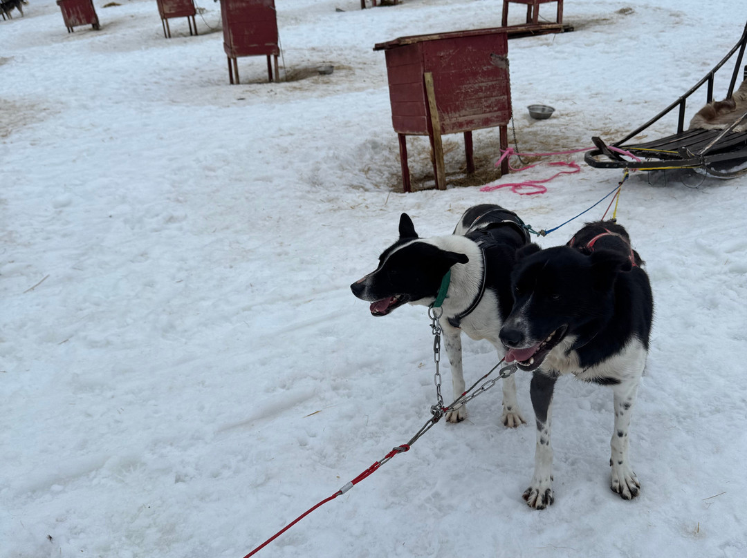 Aurora Husky景点图片