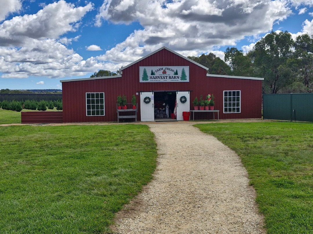 Granite Belt Christmas Farm景点图片