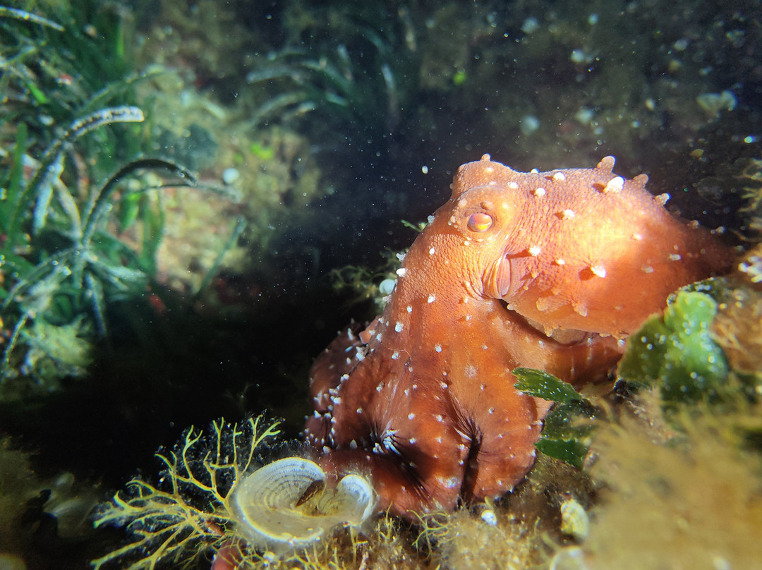 SEA STAR diving resort景点图片