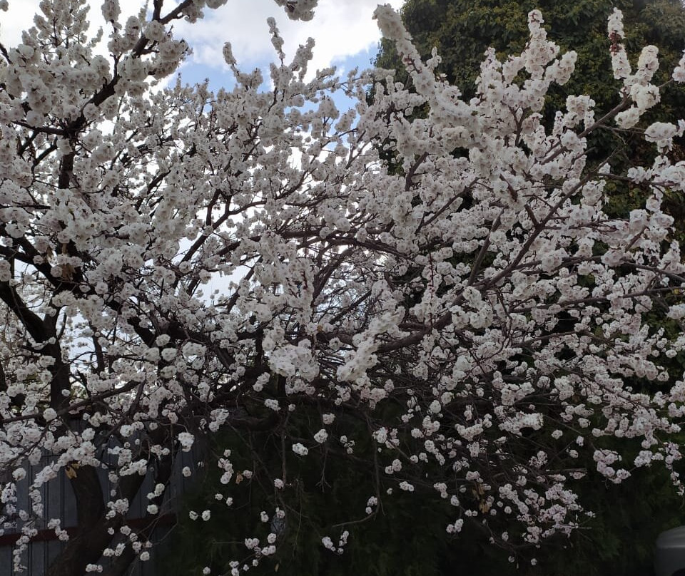 Parsian Hotel Buali主图