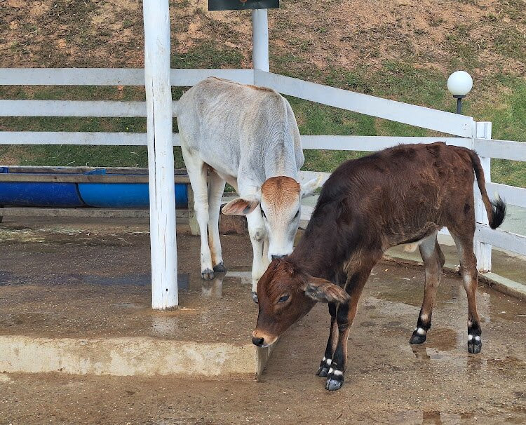 Tauá Resort & Convention Caeté主图