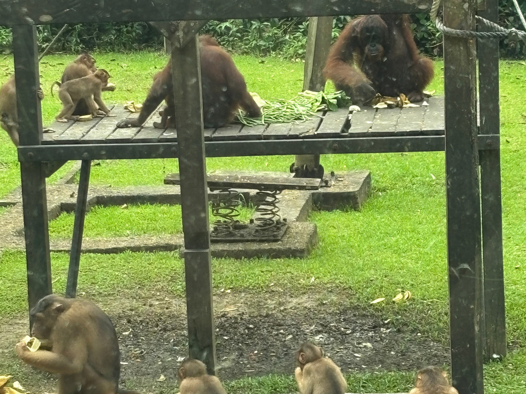 Sepilok Orangutan Rehabilitation Centre-山打根必去景点