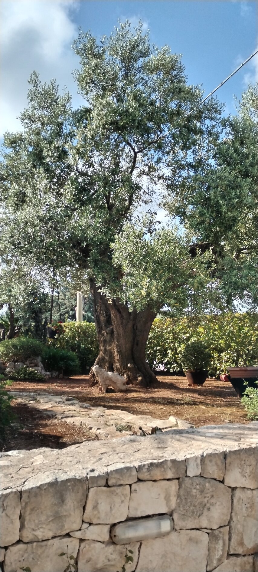 B&B All'Ombra degli Ulivi-官方