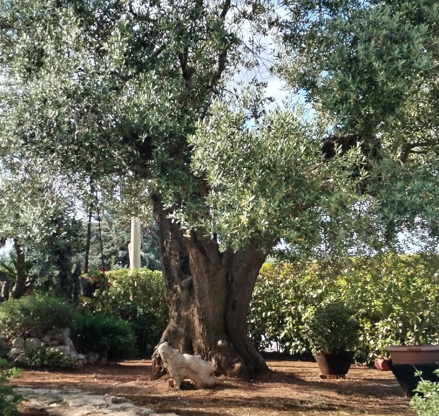 B&B All'Ombra degli Ulivi主图