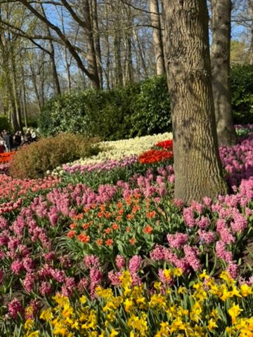 Keukenhof Gardens-利塞必去景点