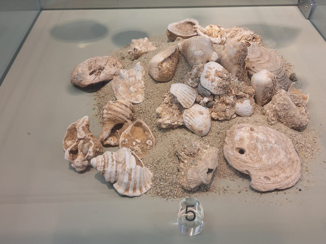 Museo Dei Paleoambienti Sulcitani-Carbonia必去景点