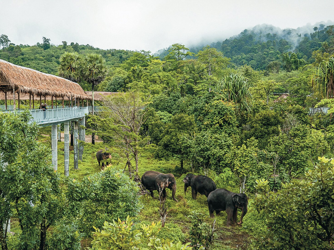 Phuket Elephant Sanctuary景点图片