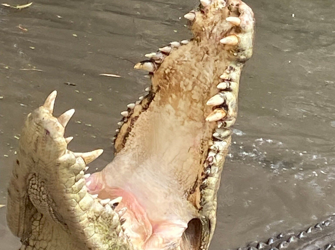 Billabong Sanctuary-汤斯维尔必去景点