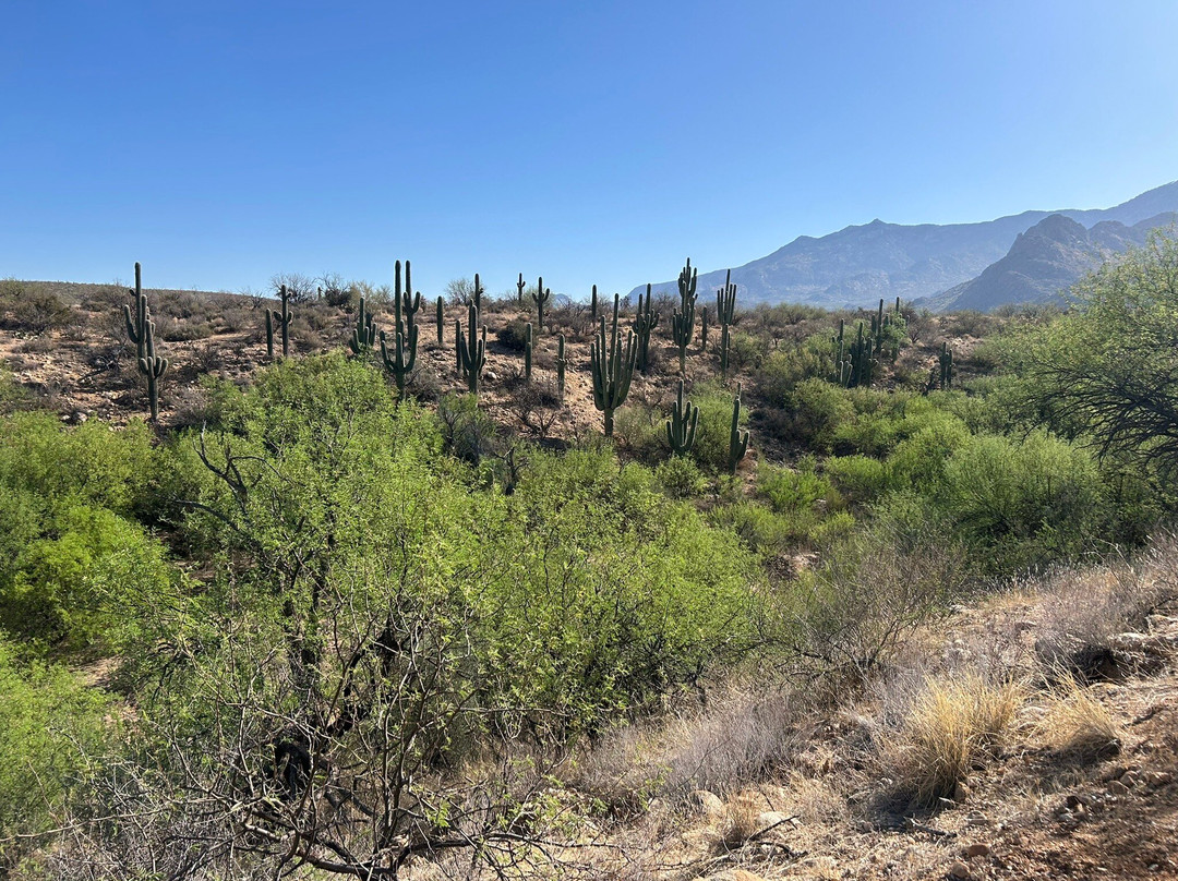Catalina State Park-图森必去景点