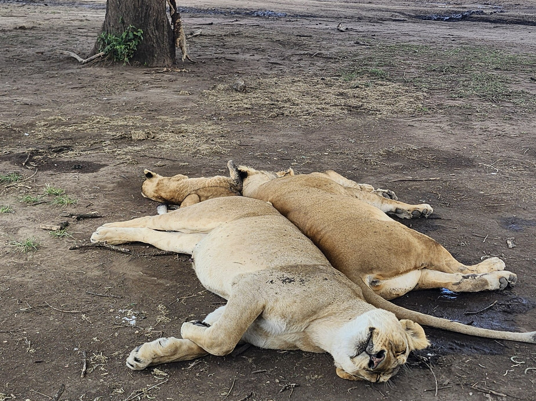 Termite Tour Travel-阿鲁沙必去景点