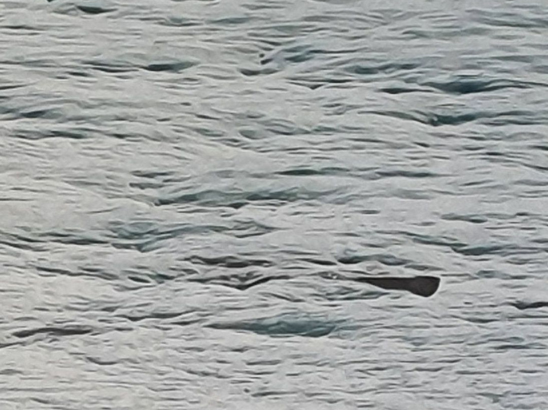 Straddie Adventures-North Stradbroke Island必去景点