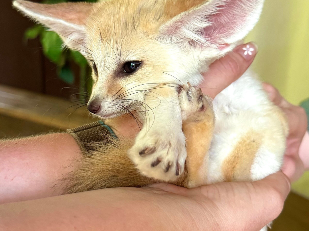 North Georgia Wildlife Park景点图片