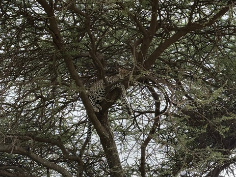 Mnyalu Safaris-阿鲁沙必去景点