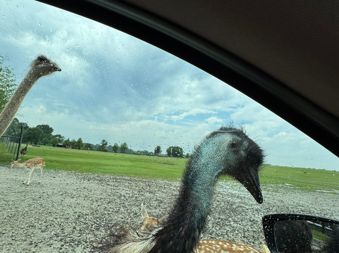 Tennessee Safari Park-Alamo必去景点