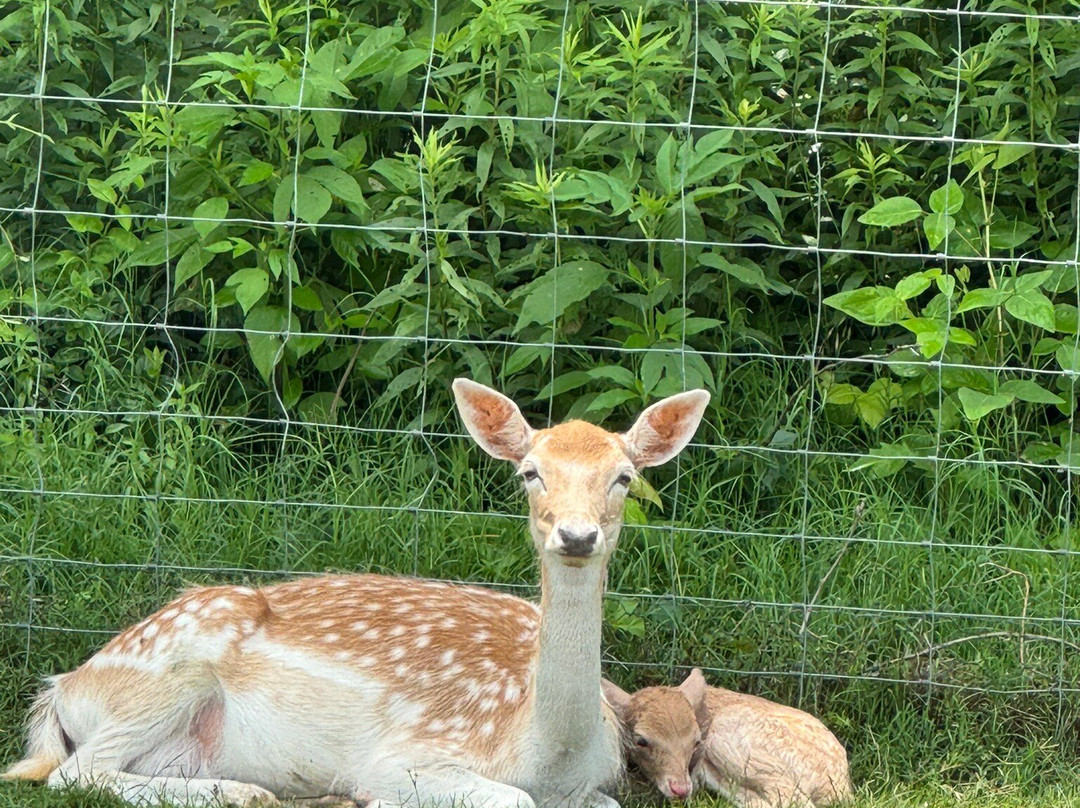 Tennessee Safari Park-Alamo必去景点