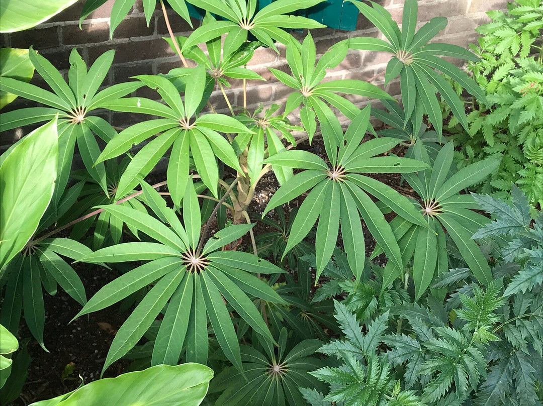 Utrecht University Botanic Gardens-乌特勒支必去景点