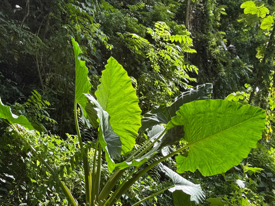 Tahiti Safari Expedition景点图片