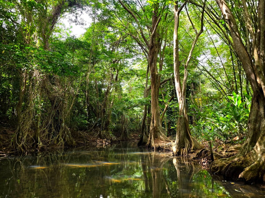Indian River-多米尼克必去景点