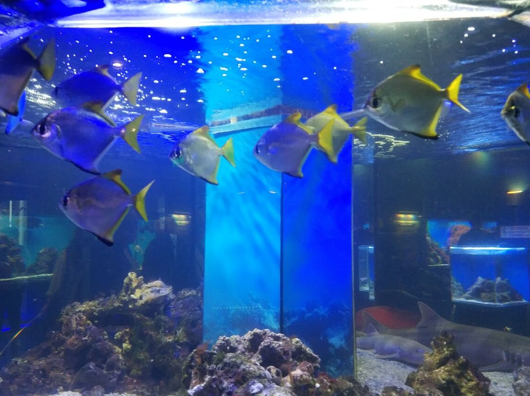Museum of the World Ocean-加里宁格勒必去景点